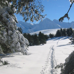 Trace dans la neige fraiche