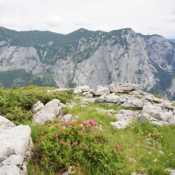 fleurs de montagne