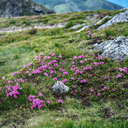 rhododendrons