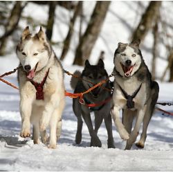 Initiation à la Conduite d’Attelage à Saint-Lary | Devenez Musher
