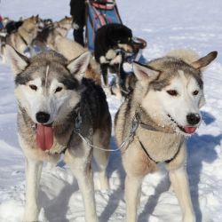 Initiation à la Conduite d’Attelage à Saint-Lary | Devenez Musher