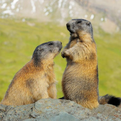 Randonnée découverte des marmottes dans la Réserve naturelle du Neouvielle