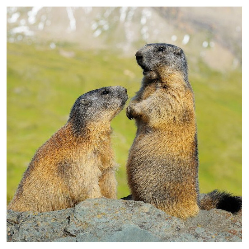 a couple of marmots in spring