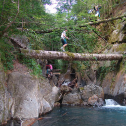 Passage sur un arbre en activité parcours aventure