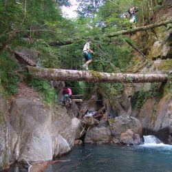 Passage sur un arbre en activité parcours aventure