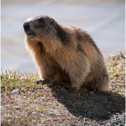 Découverte des marmottes dans la parc national des Pyrénées