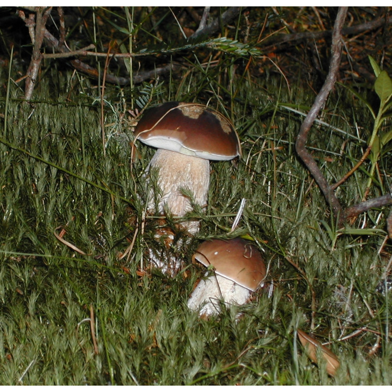 Cueillette des champignons près de  St lary dans la vallée du Riemajou