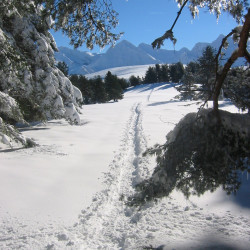 trace dans la neige